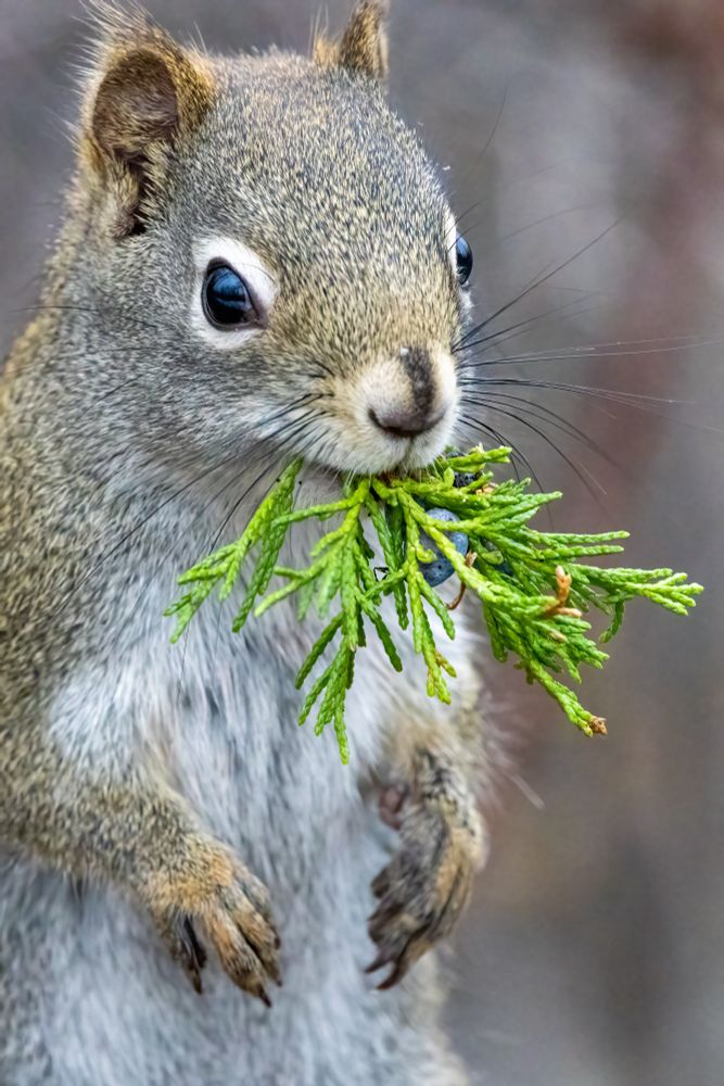 Close up from the waist up of a red squirrel standing with front paws in against its belly. It is holding a bright green sprig of juniper in its mouth and looking at the camera in three-quarter profile. 