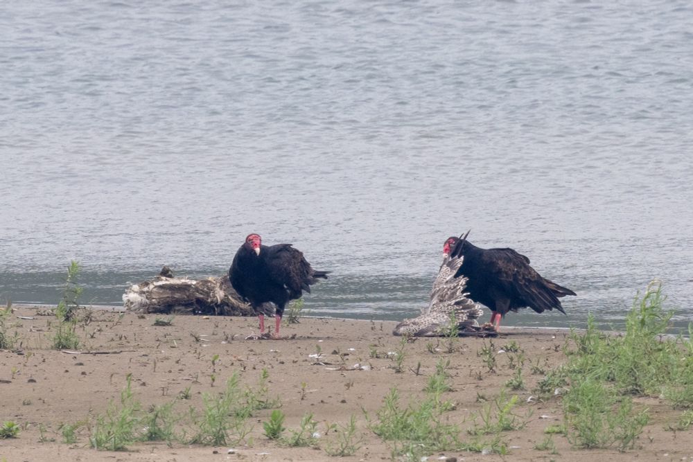 Two huge black birds with bald red heads standing on a sand bar in a river. The one on the right is holding up the wing of a dead bird lying on the sand. 