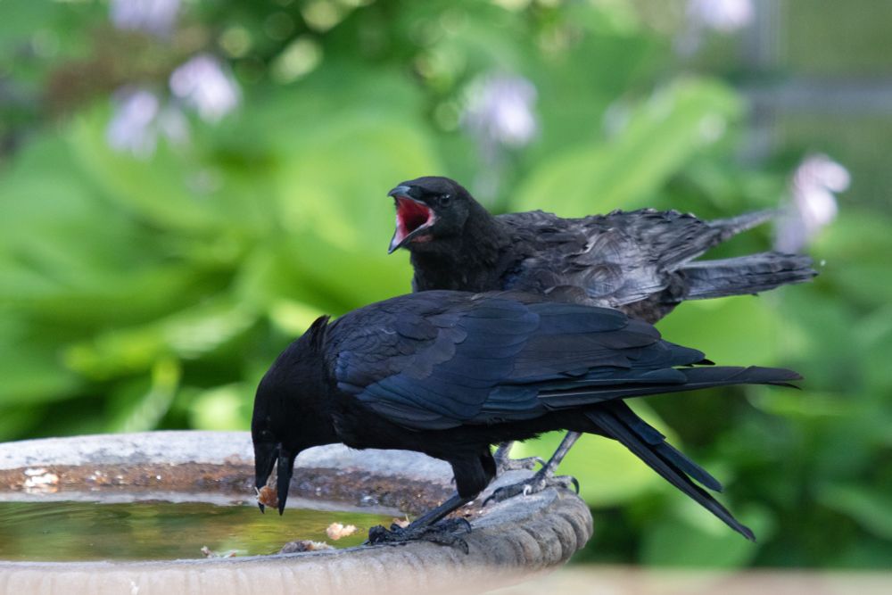 Young crow screaming at its parent from a few inches away, demanding to be fed. They are perched on the edge of a stone bird bath with green hosta leaves in the background