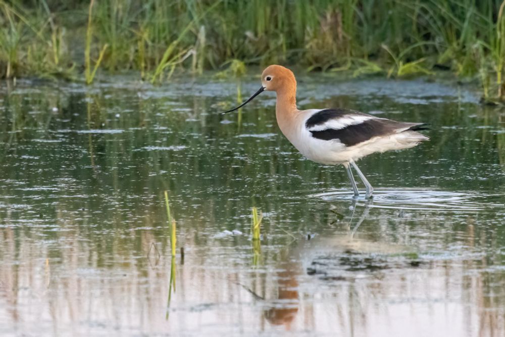 Elegant shorebird with orange head and neck and long, upturned black bill, black and white wings. Bird is in profile facing left side of the frame while standing on pale blue legs, ankle deep in a marsh.