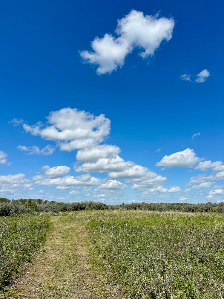 Mowed path through tall grass toward a horizon, blue sky and fluffy white clouds. 