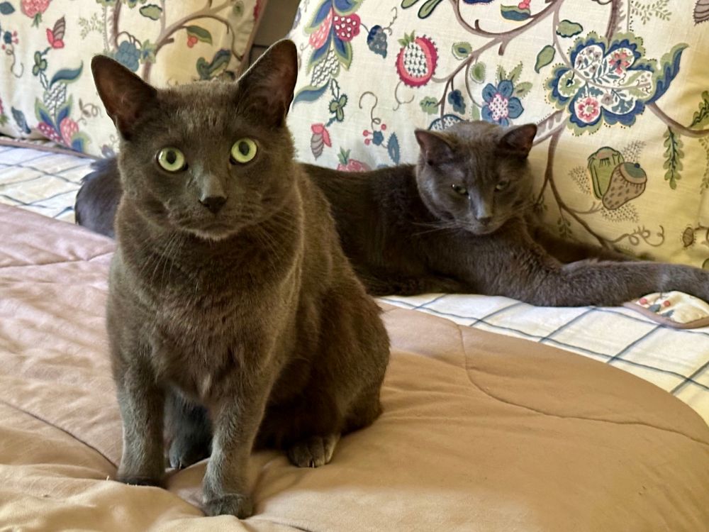 One long silky grey cat is stretched out languidly on a bed up against a botanical print pillow. In front of him is sitting a smaller silky grey cat who is staring into the camera with big green eyes. 