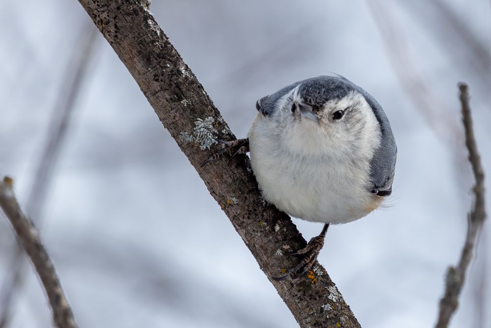 A white-breasted nuthatch perched on a bare branch that crosses the frame on a steep diagonal. The bird is facing forward giving it a perfectly round silhouette.