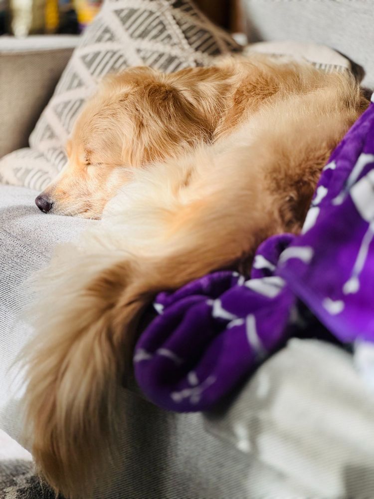 An image of a sleeping golden retriever curled on a grey couch, basking in gentle sunlight, with her tail drooping off the edge. To the right of her is a blue blanket.