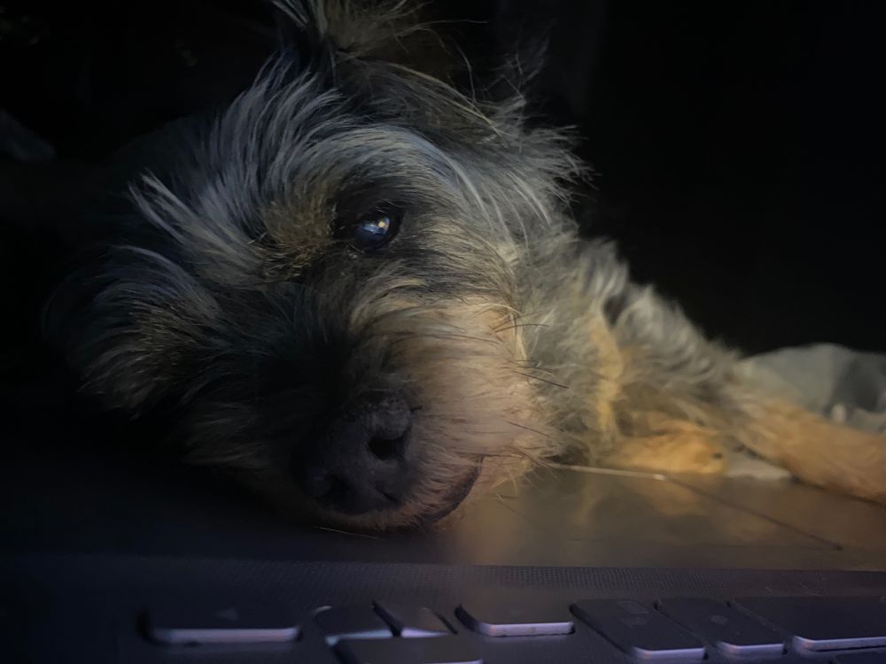 Bucky lays with his head on my computer keyboard so he can chat with his Canadian daddy.