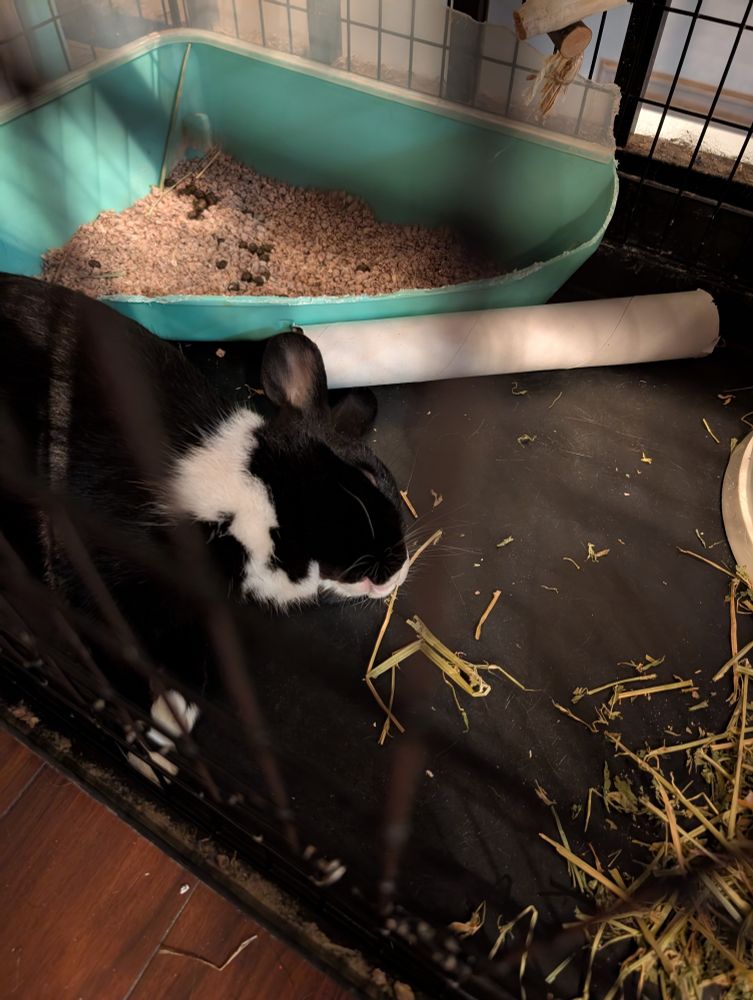 A sleeping black and white rabbit. 