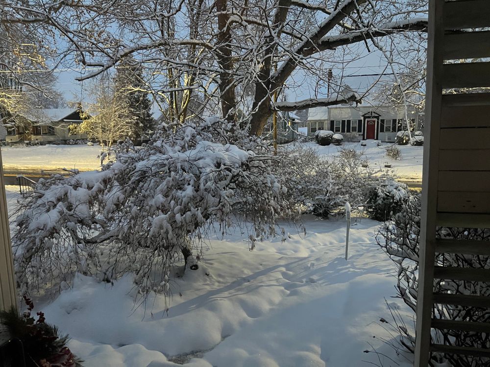 Snowy morning tree.