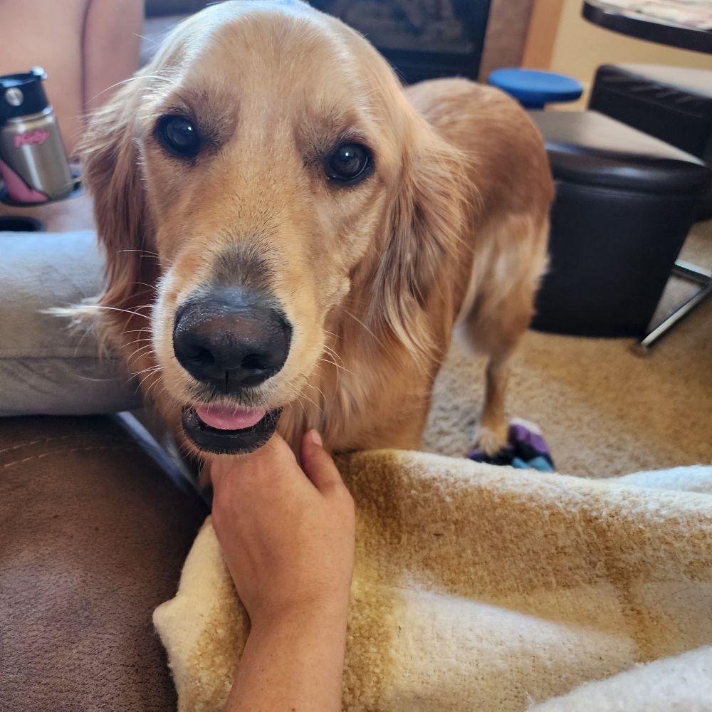 Closeup of a sweet golden retriever face looking at the camera. She is getting pets under her chin.