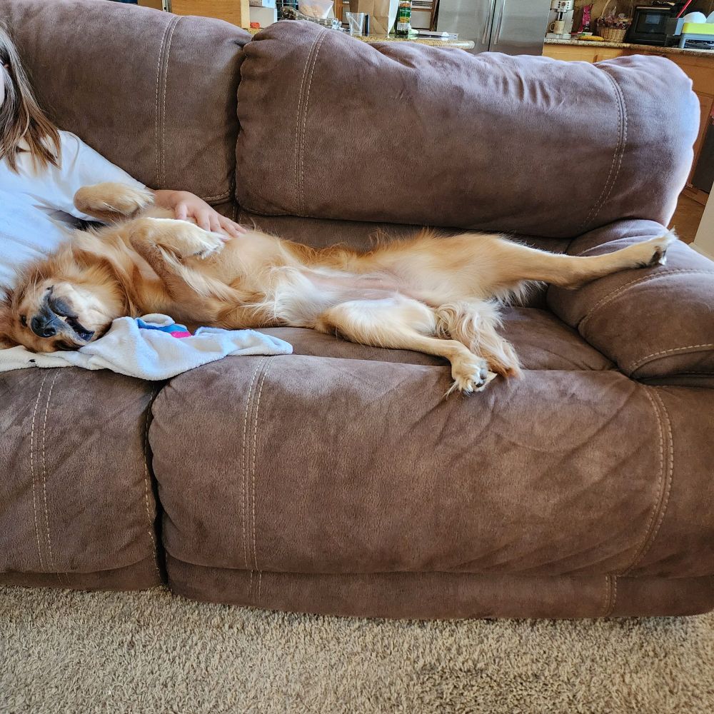 Floppy golden retriever on her back with her legs splayed, looking smooshy