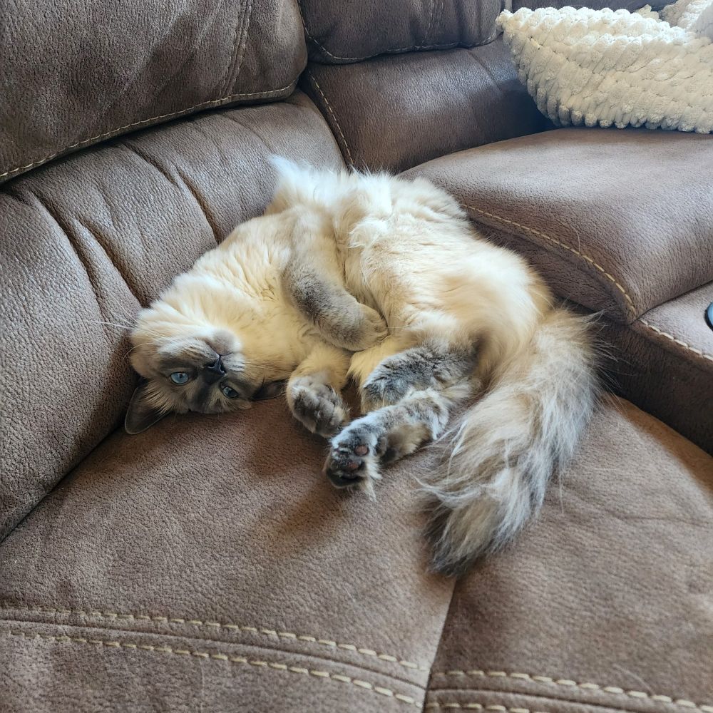 Fluffy white cat lying on her side with her head upside down