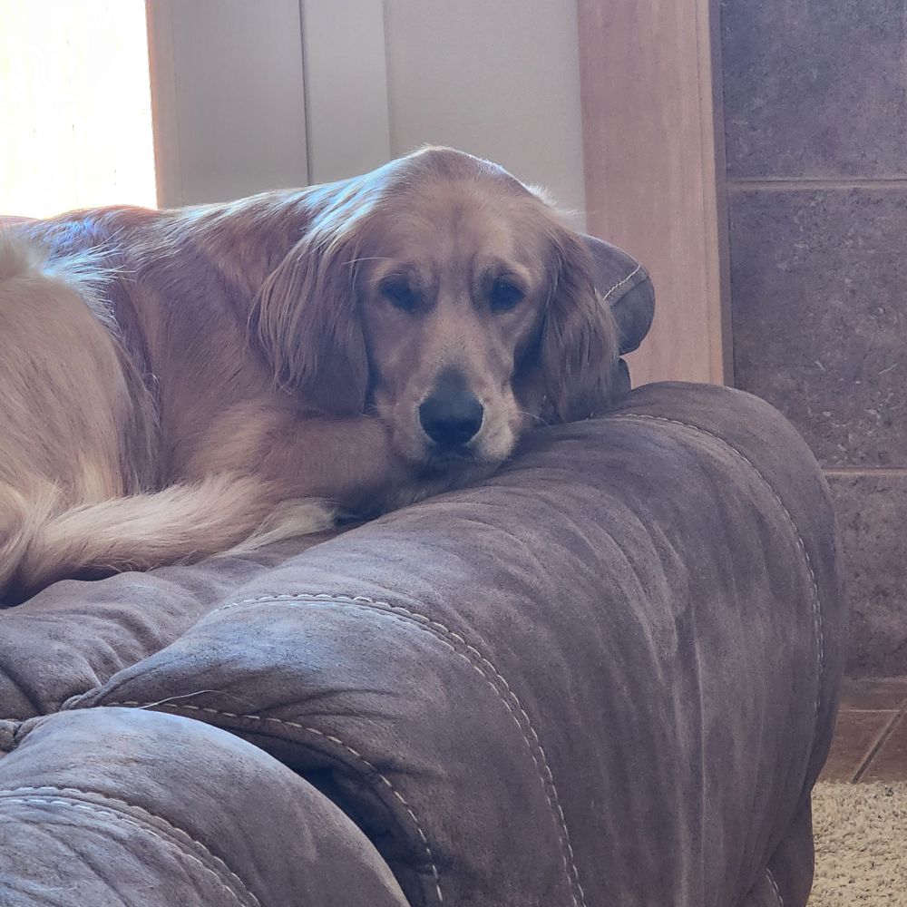 Golden retriever with sad eyes curled up on a couch