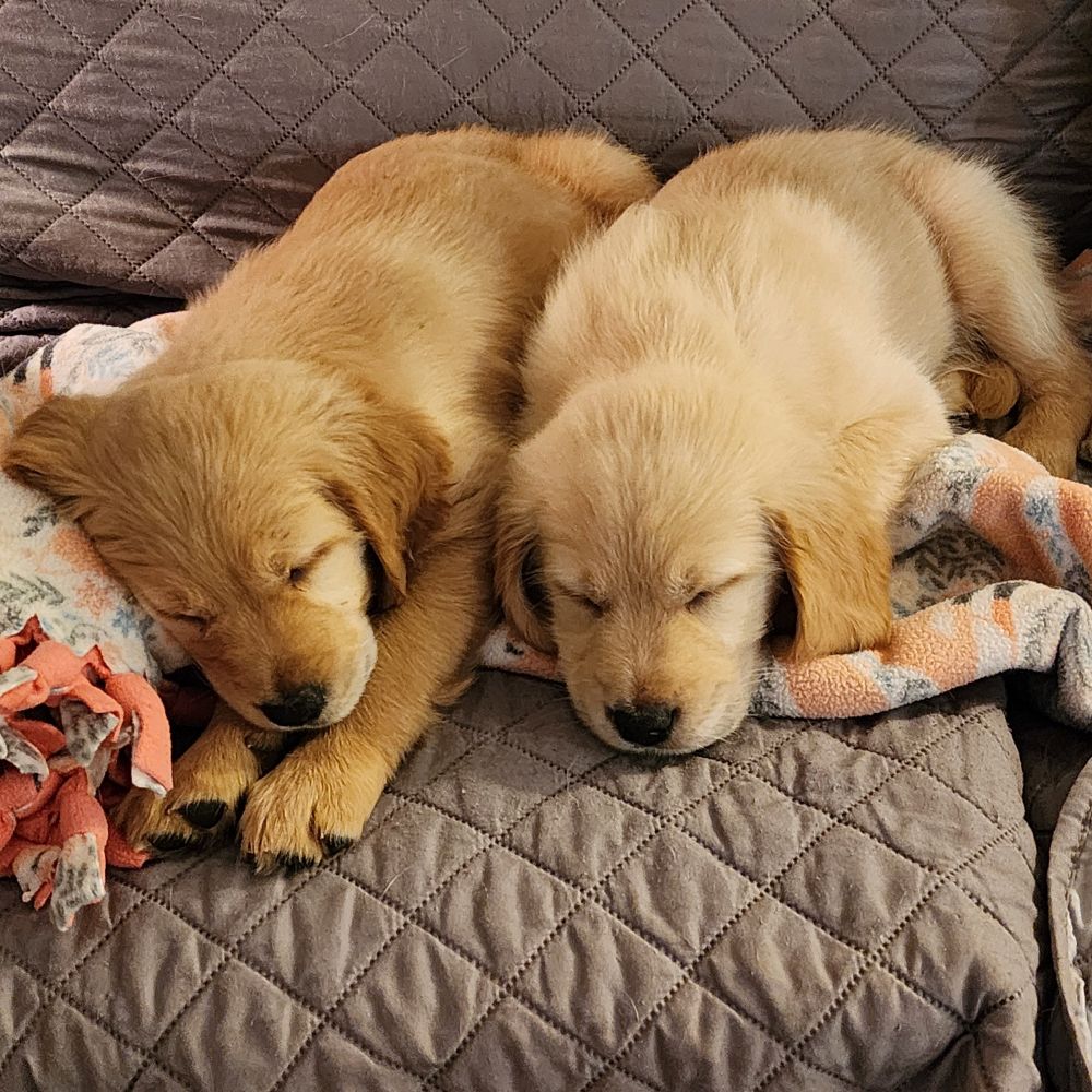 Two golden retriever puppies sleeping next to each other on a couch