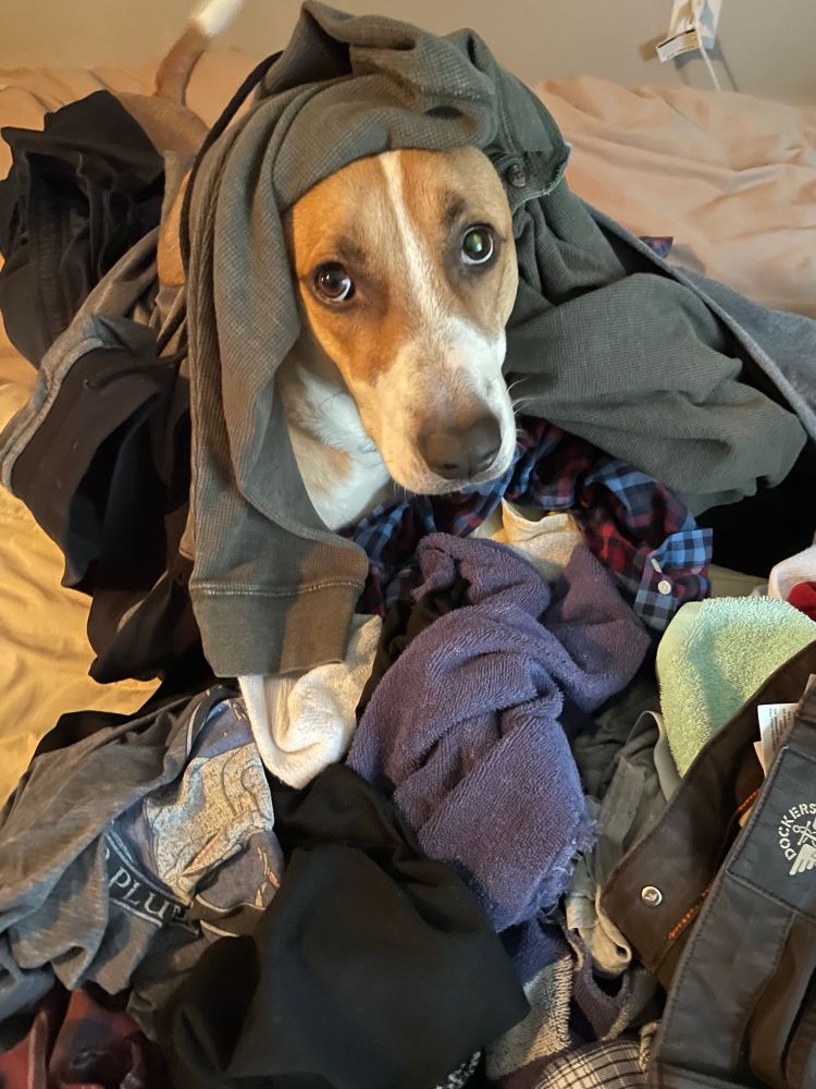 Sitges the dog on our bed in a pile of laundry that he most definitely washed all by himself, towels and pants at his feet, a shirt over his head. 
