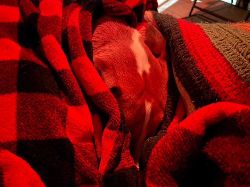 A beautiful dog hiding his nose in the blankets while he sits on the porch on a winter evening. 