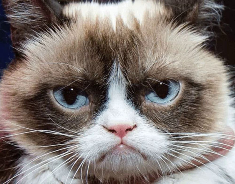 a close up of a grumpy cat 's face with blue eyes