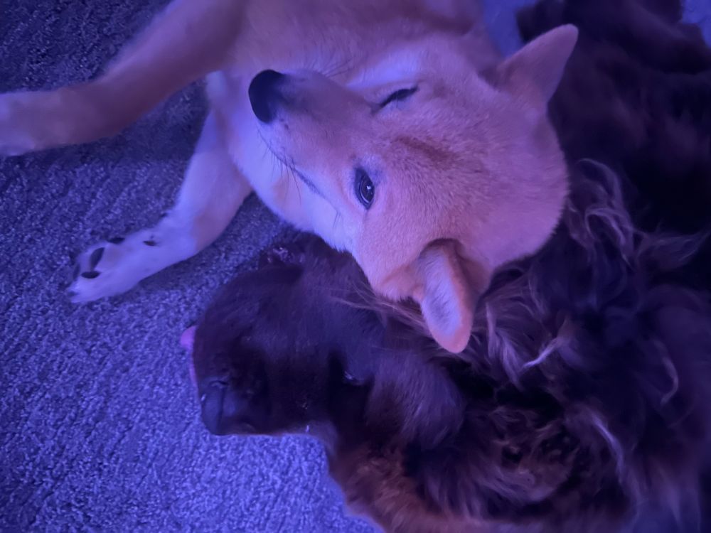 Sesame Shiba with his head laid on the head of chocolate Newfoundland 