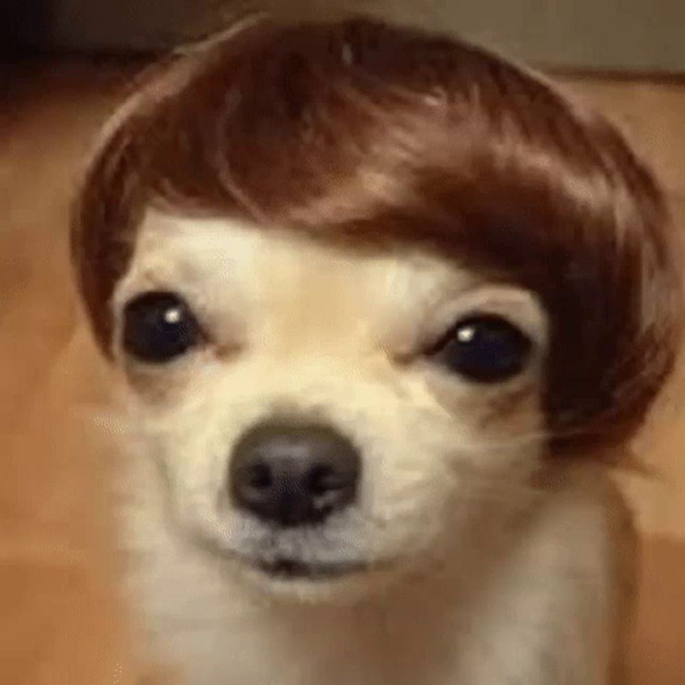 a small dog wearing a wig on its head is looking at the camera .