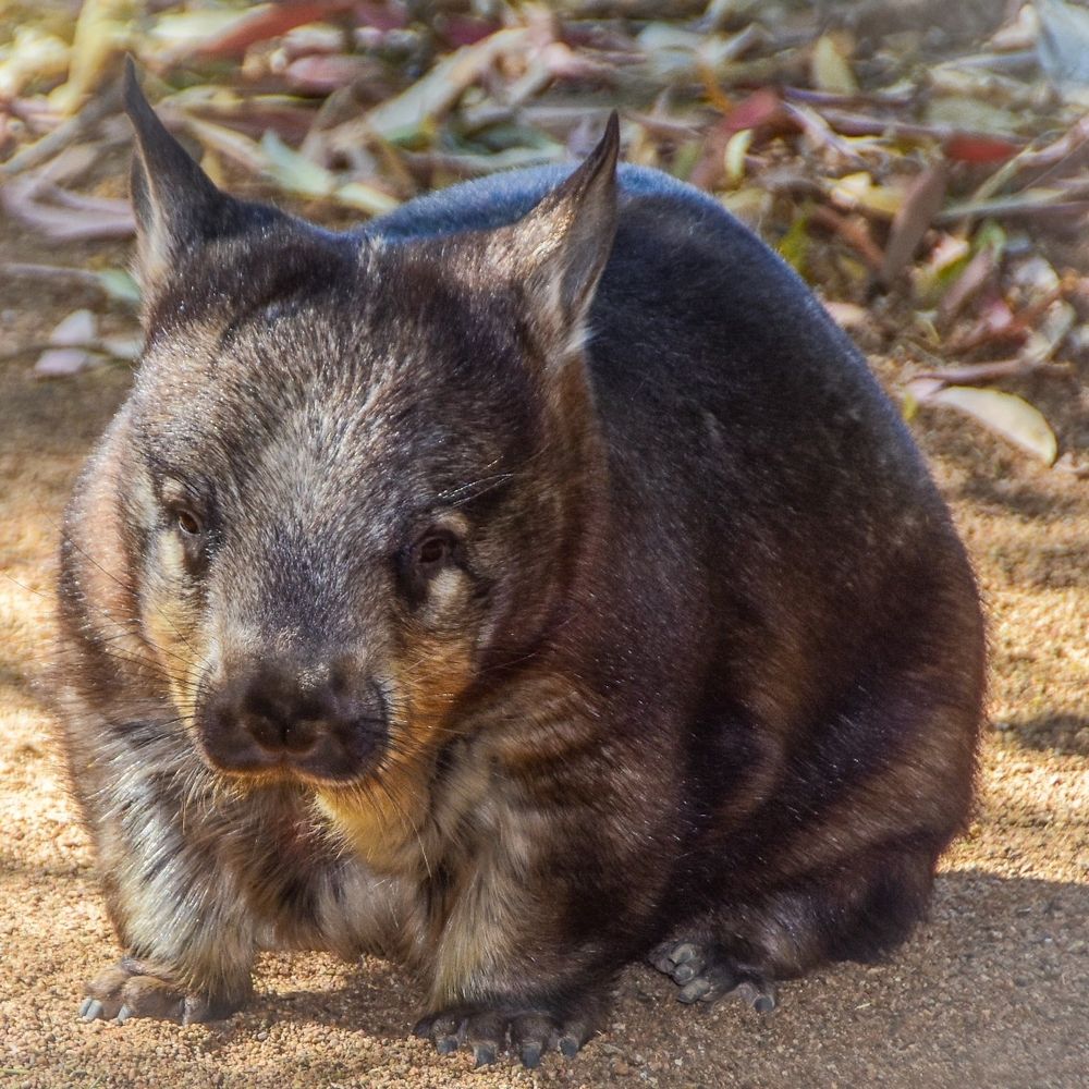 Grunty frowny wombat, looking as if it could use a good cup of coffee