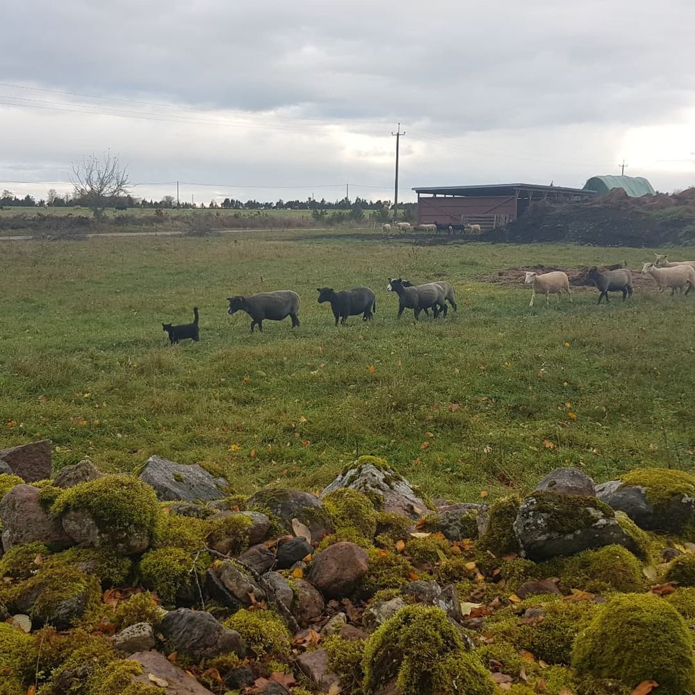 Black cat with a white chin, leading several sheep in thick grass on a gray morning