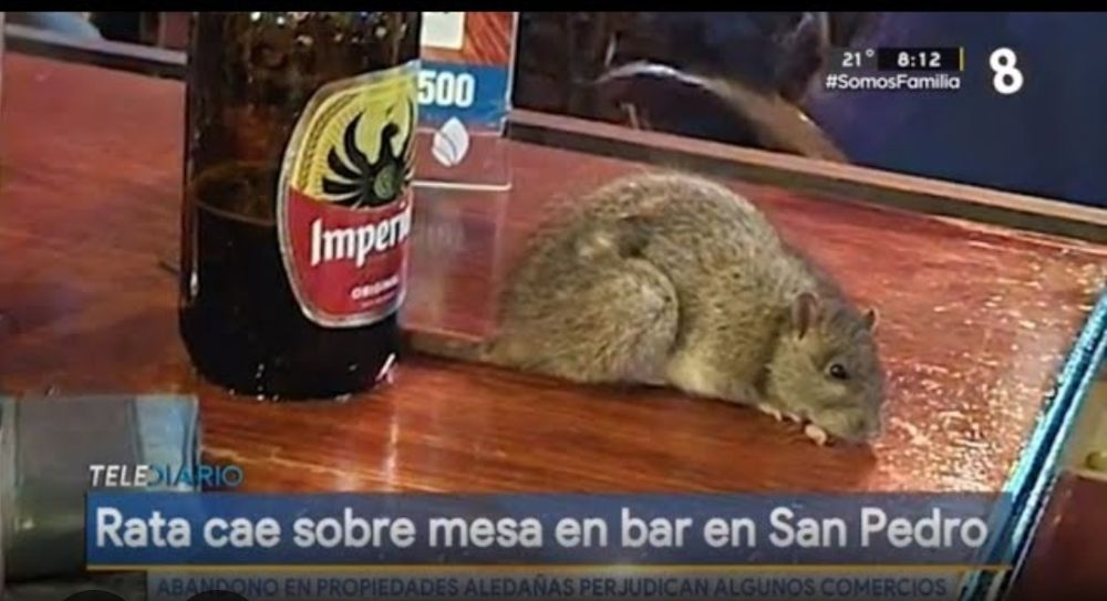 rat on a bar table next to a beer. caption reads "rata cae sobre mesa en bar en San Pedro" - "rat falls on table in bar in San Pedro"