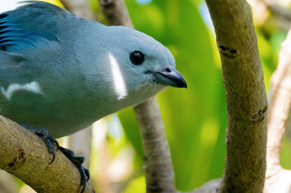 A blue gray tanager crouched in a branch. It's in the shade, but a sharp ray of light catches its cheek and right side
