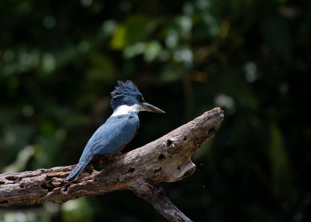 Ringed kingfisher sits on a branch, its back to the camera. Crest is fluffed; blue overall except for white neck ring and red underside. Its looking pensive; what could this little guy be thinking about? Probably fish. You can eat fish during lent, friend. It's fine. 