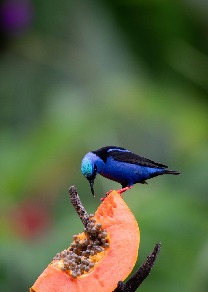 A stunning blue bird with bright red legs and black wings sits on top of a papaya. It has a light blue crest. I don't generally like posting or taking feeder photos, as I don't frequent them and am somewhat unsure that they're good for birds (at least these more exotic ones), but this bird is so beautiful... Please take a moment out of your day for some self care. Be good to yourself and animals. 