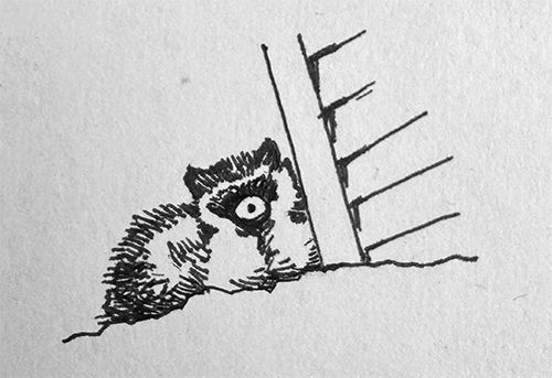 A raccoon? Or a one-eyed monster?