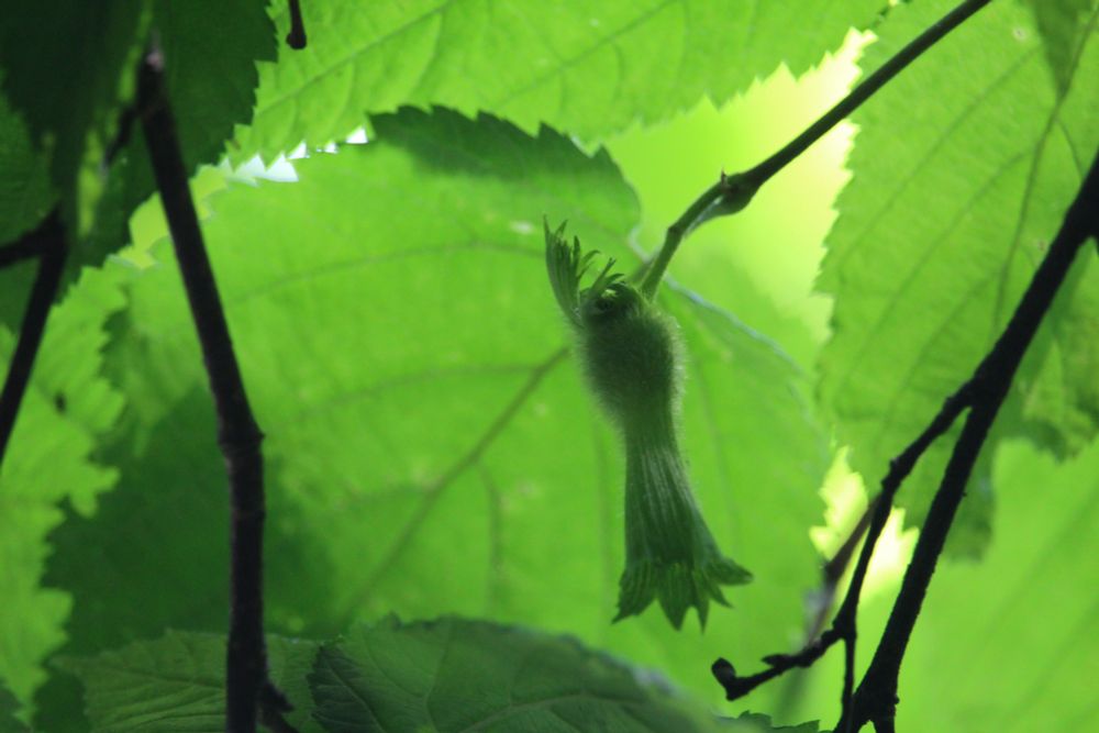 A young beaked hazelnut "beak" (a green sphere surrounding the growing nut, with a tubular "beak" extending out to one side).