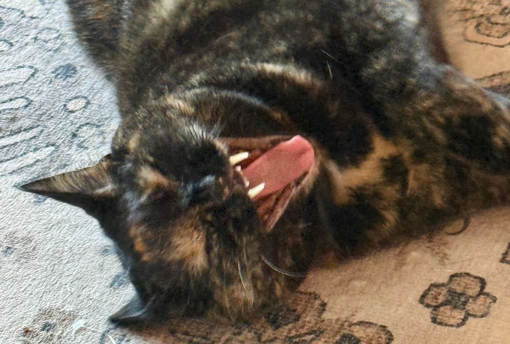 Cat showing her fangs