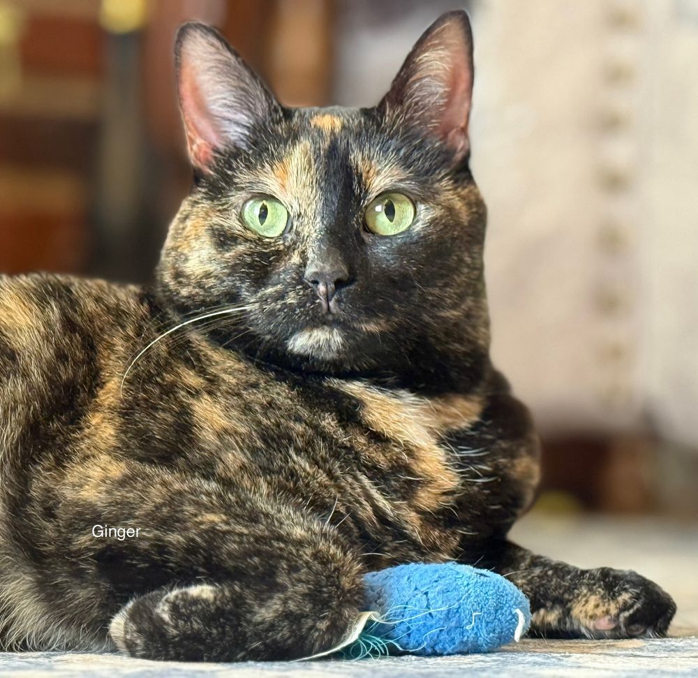 Black & tan tortie cat with yellow eyes sits with a worn blue stuffed toy fish. 