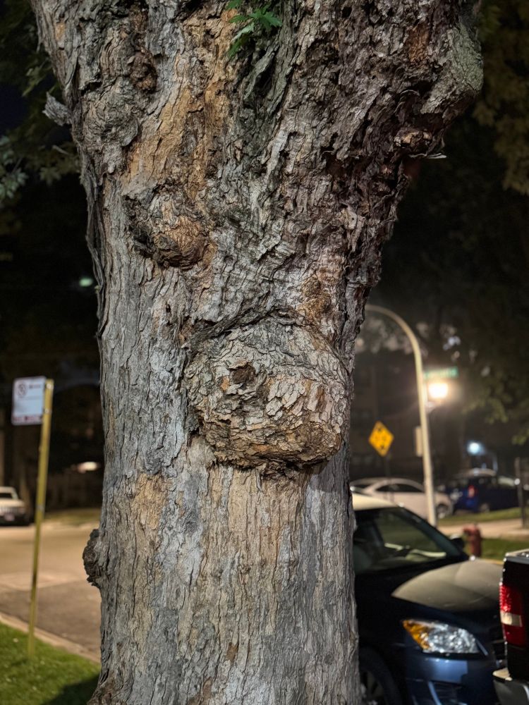A tree with features that assemble a horse’s face 