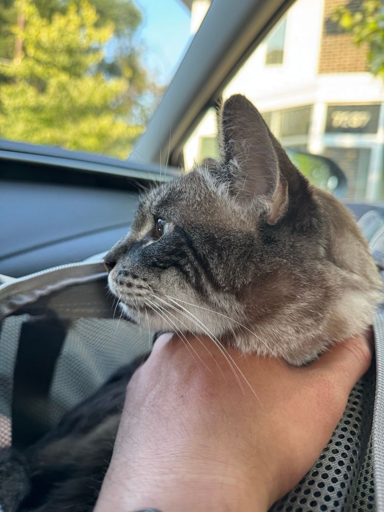 A pretty cat sitting peacefully in the passenger seat of a car 