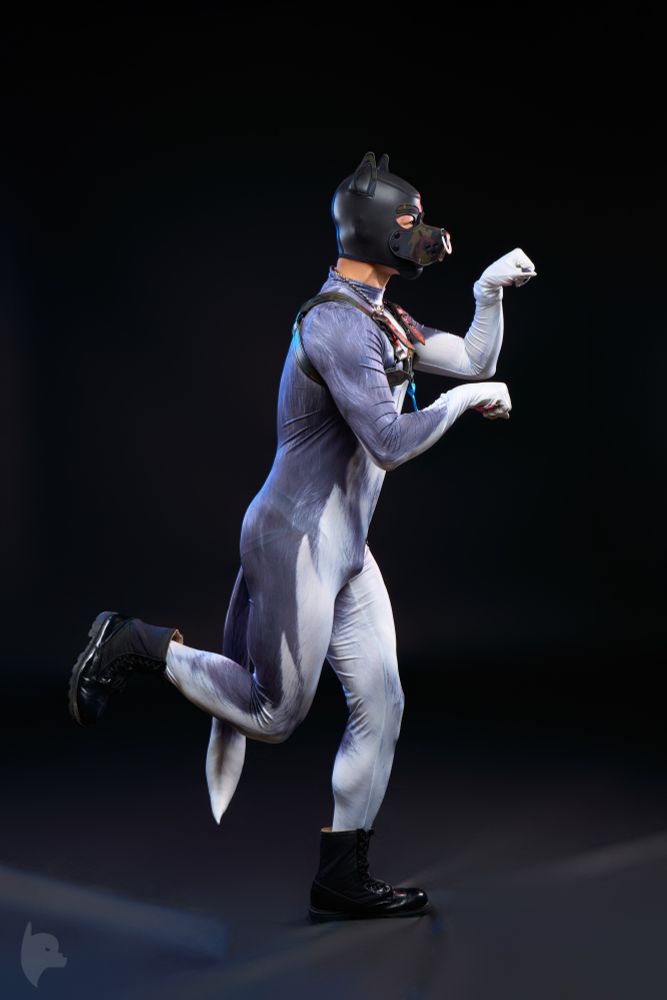 Against a black studio backdrop, a figure dressed in a striking gray-and-white bodysuit mimicking fur stands mid-motion, one leg lifted gracefully as if caught in a playful trot. The neoprene puppy hood features pointed ears and a camo-patterned snout with a white nose ring, adding an edgy touch to the look. White hand wraps accentuate the figure’s raised fists, which are posed like playful paws. A leather harness with metallic hardware crosses the chest, complementing the combat boots that ground the outfit in rugged style. The tail detail on the bodysuit sways naturally with the motion, while dramatic lighting enhances the textures and contours of the ensemble, creating a visually captivating blend of whimsy and boldness.

#PuppyPlay #AltFashion #StudioArt #DynamicPose #NeopreneStyle #FurryAesthetic #LeatherGear 