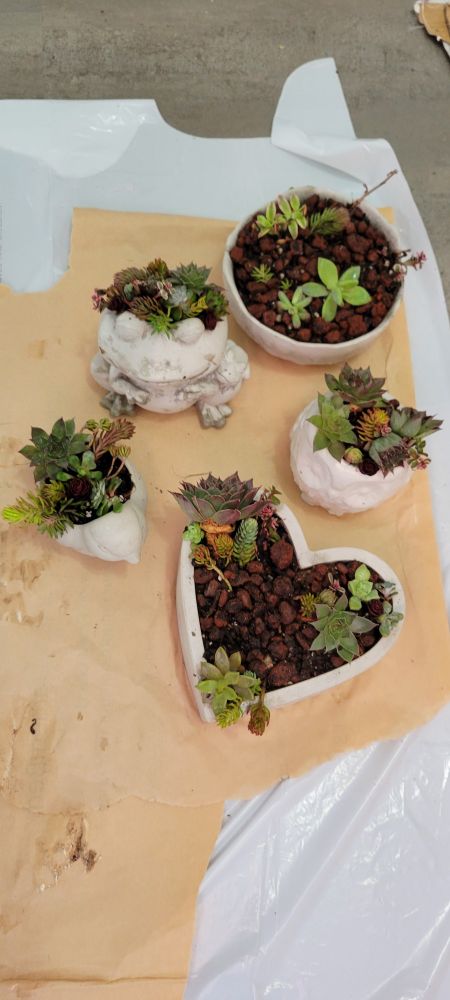 Photo of five cement planters shaped as a heart, a bird, an owl, a frog and a bowl on a piece of tan paper that has gotten just a little wet. The planters contain arrangements of many varieties of succulents and lava rocks.