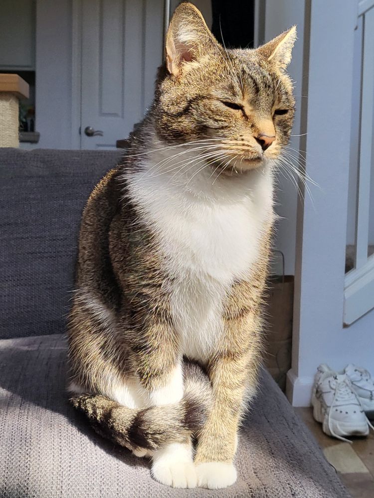 A grey and white tabby cat sitting in a sunbeam with her eyes half closed. Her tail is coiled around one of her front legs. 