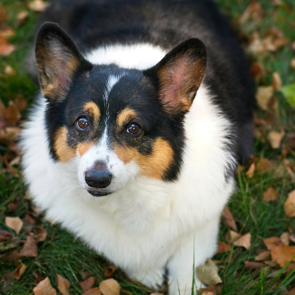 Tricolor Welsh Pembroke Cori in repose among leaves
