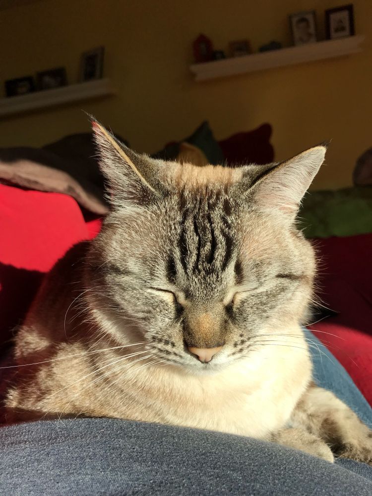 Frankie, a lynx-point tabby mix, snoozes blissfully in golden sunlight on his human’s lap. He’s incredibly handsome, and aware that this allowed him to get away with many, many crimes. 