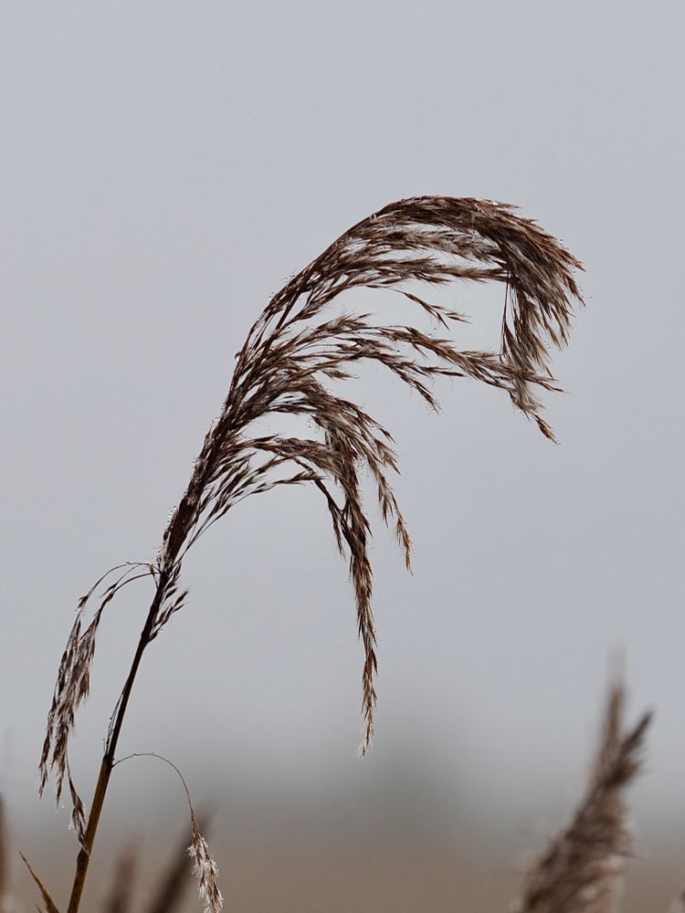 Reed seed head bowed with the weight of water droplets from fine drizzle. 