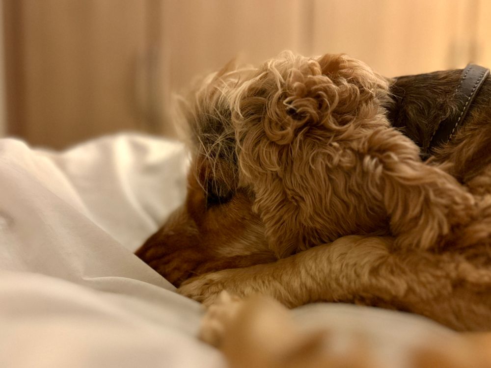 Sable Cocker Spaniel head closeup. Kinsey with very untidy hair, as she lies on a bed having just arrived for a morning cuddle. Her head is resting on a protective white sheet that is kept on the bed and the light is a warm glow from an out-of-shot nearby bedside lamp. Her nose is hidden by a fold in the sheet and she’s dozing. 