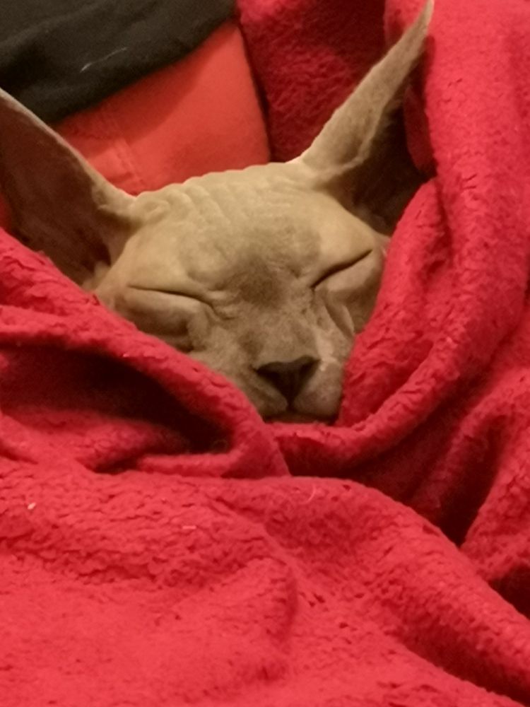 A hairless sphynx cat nestles in a red blanket. He looks peaceful and warm as he slumbers.