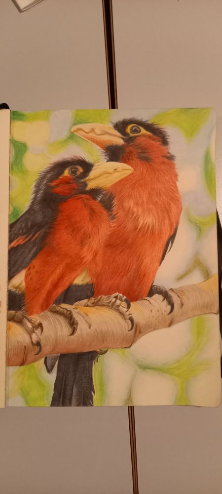 Realistic looking artwork of two double-toothed barbets, made with colored pencils. They stand next to ea h other on top of a branch, the right one looking over its shoulder (?) over the other's head. The background is filled with blurred out leaves and the sky.