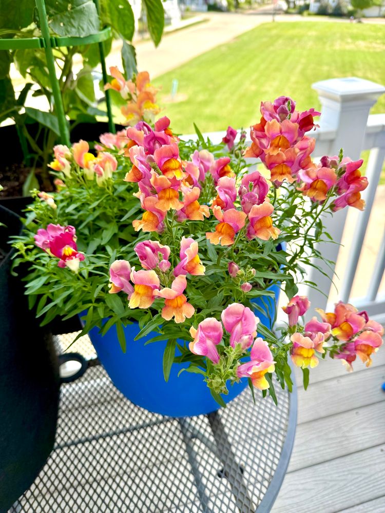A pot of snapdragon flowers. They are bright pink orange and yellow.