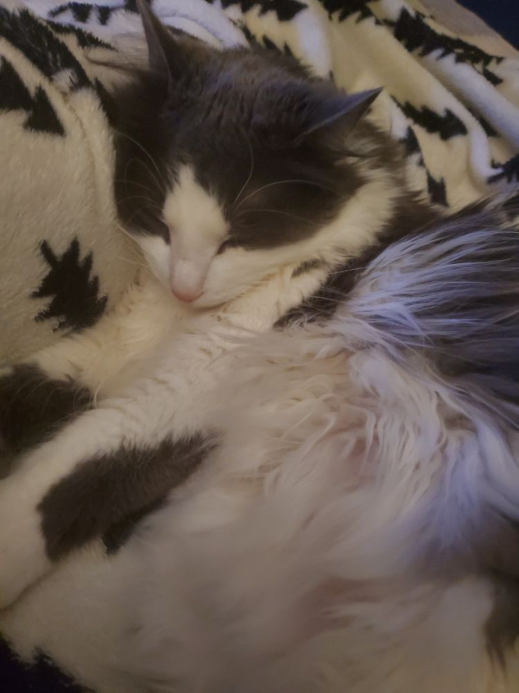 A grey and white medium haired cat on a black and white blanket. She is sleeping soundly 