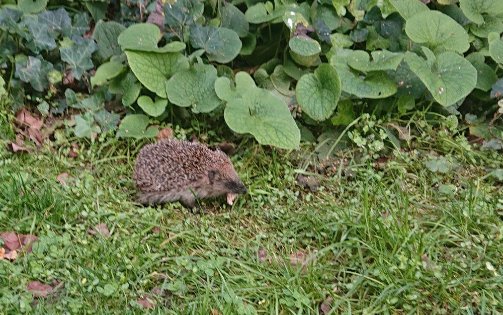Igel im Gras mit etwas hellem Fleisch im Mäulchen. 