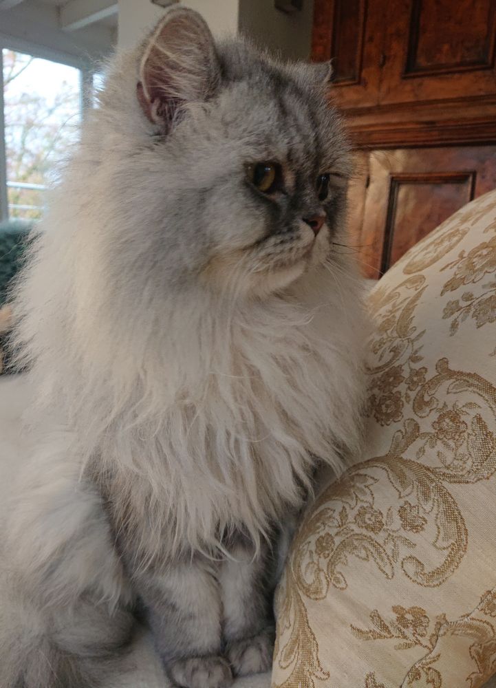 Graue Langhaarkatze schaut zur Seite 