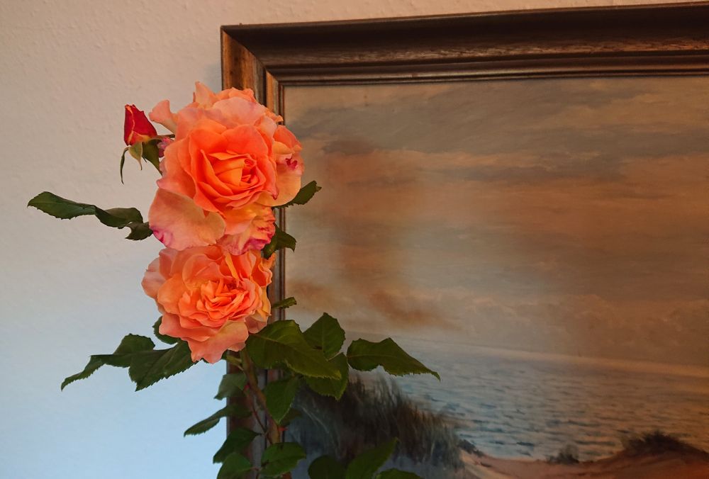 Zweig mit orange-rosa Rosenblüten vor einem Bild mit Meer, Dünen und leicht rosa angehauchten Wolken. 