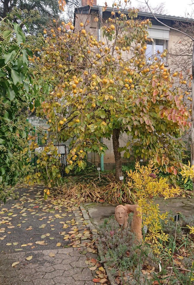 Blick auf Baum voller runder, gelber Früchte. 