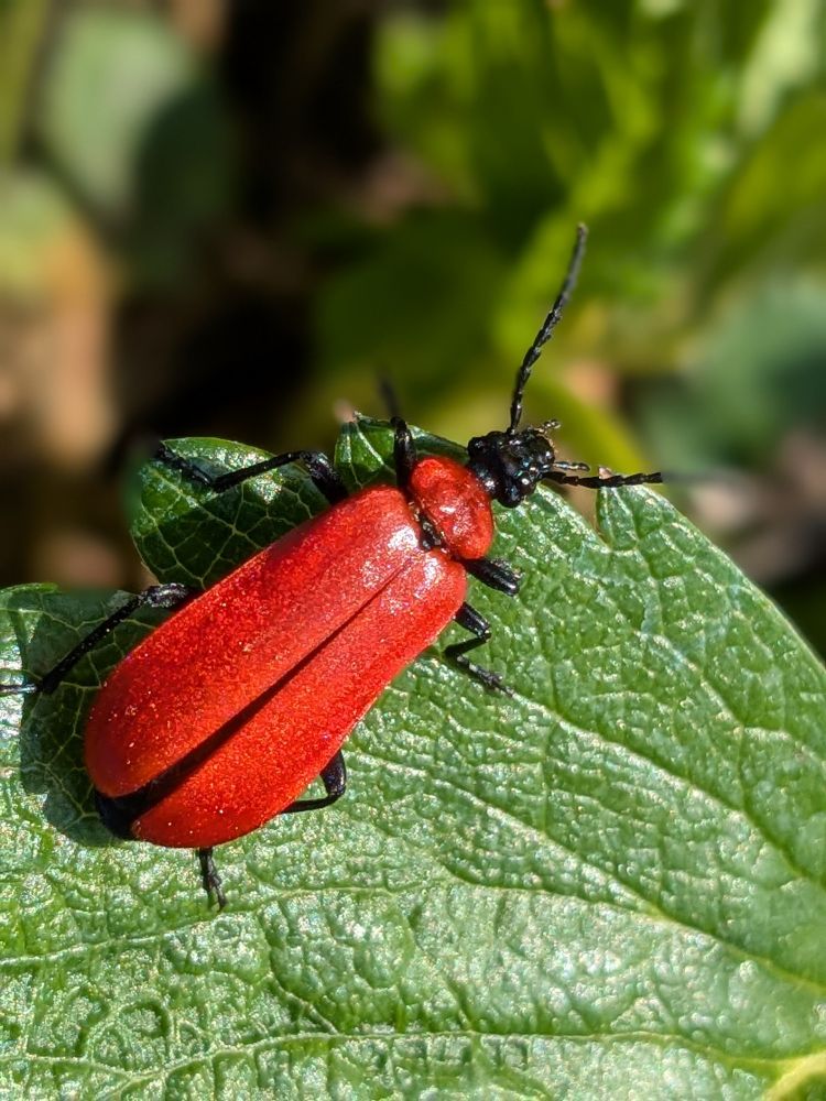 Black-headed Cardinal Beetle Pyrochroa coccinea