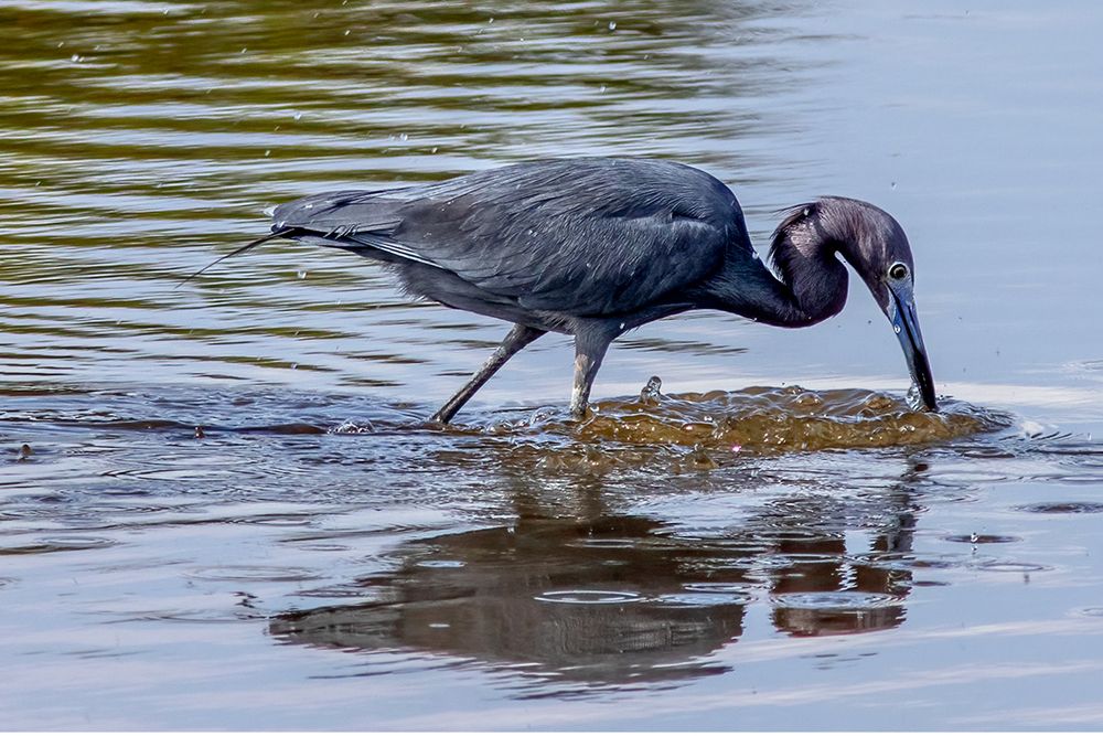 A Little Blue Heron in its adult blue and purple plumage makes a splash as it plunges its beak into the water for prey.